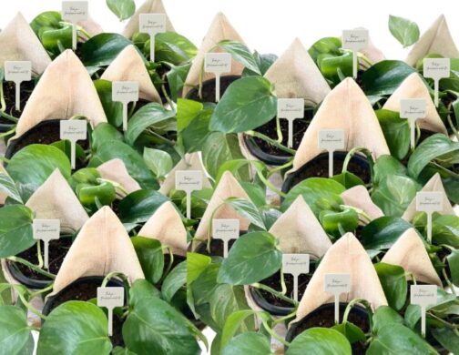 Golden Pothos for Return Gifts for Weddings, Birthdays, Party Occasion