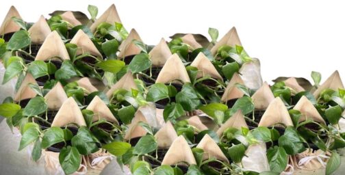 Golden Pothos for Return Gifts for Weddings, Birthdays, Party Occasion