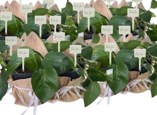 Golden Pothos for Return Gifts for Weddings, Birthdays, Party Occasion
