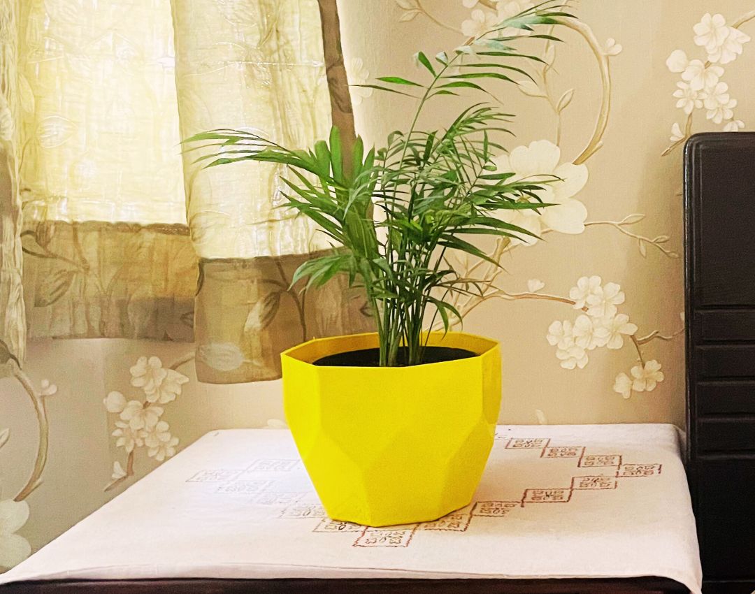 Chamaedorea Elegans Parlor Palm Indoor Plant in Nursery Pot