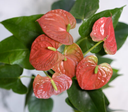 Anthurium Red In White Pot