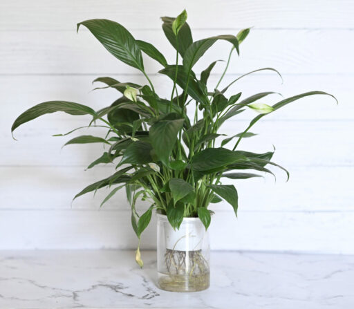 Peace Lily/ Spathiphyllum (Hydroponic pot)