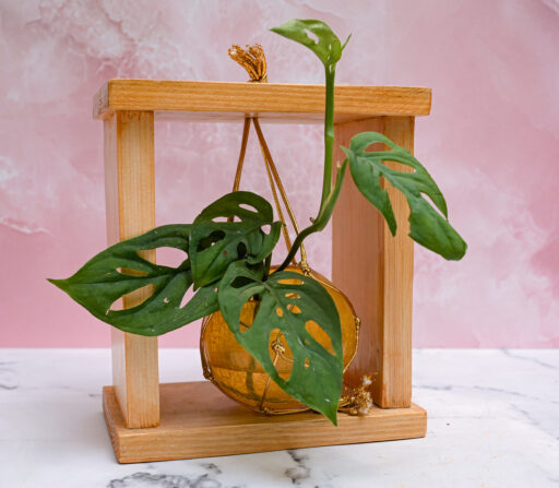 Glass planters/propagation stations