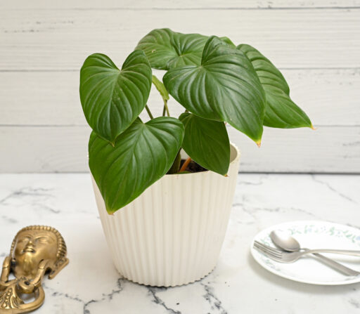 Homalomena Rubescens