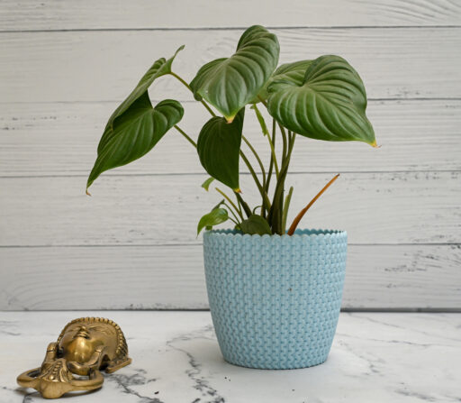 Homalomena Rubescens