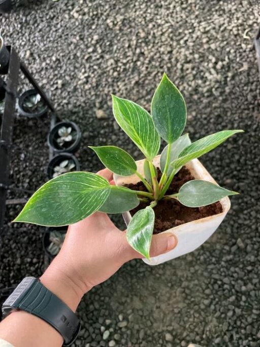 Philodendron Birkin Plant