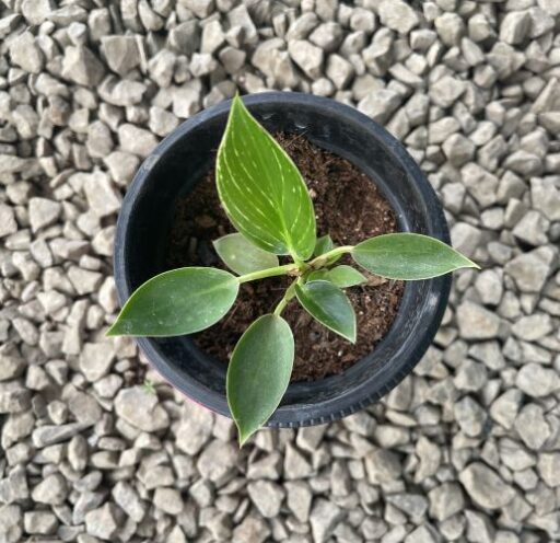 Philodendron Birkin Plant