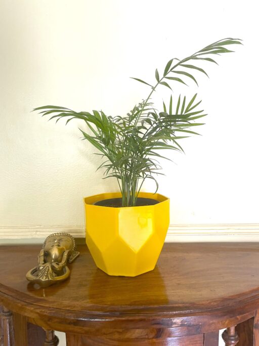 Chamaedorea Elegans / Parlor Palm