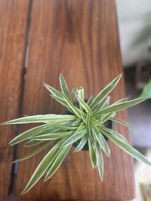 Spider Plant