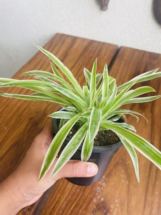 Spider Plant