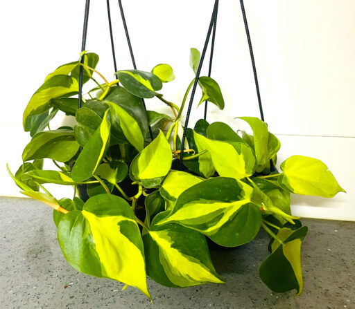 Philodendron Oxycardium Variegated Brasil