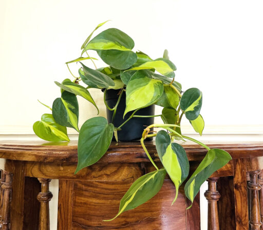 Philodendron Oxycardium Variegated Brasil