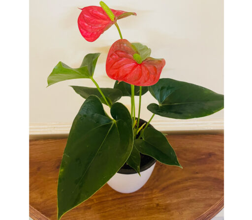 Anthurium Red In White Pot