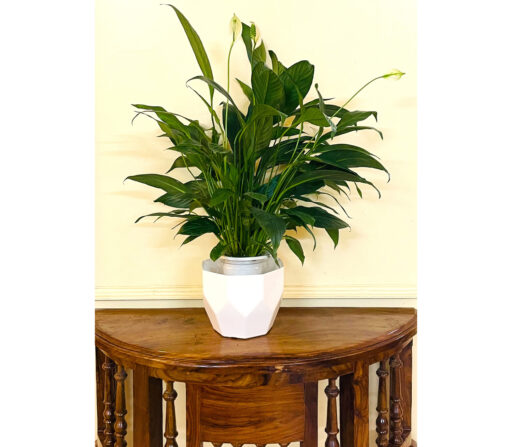 Peace Lily/ Spathiphyllum (Hydroponic pot)