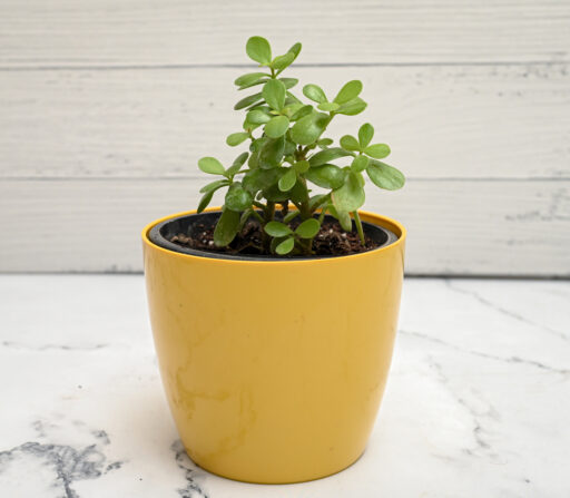 Jade Plant