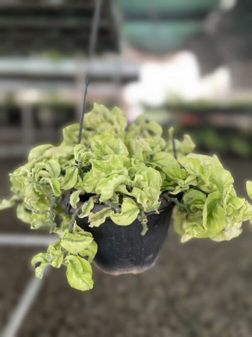 Pedilanthus Curly Pink plant in a hanging pot showcasing its wavy green leaves with subtle pink tones.