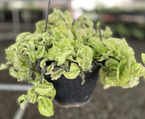 Pedilanthus Curly Pink plant in a hanging pot showcasing its wavy green leaves with subtle pink tones.