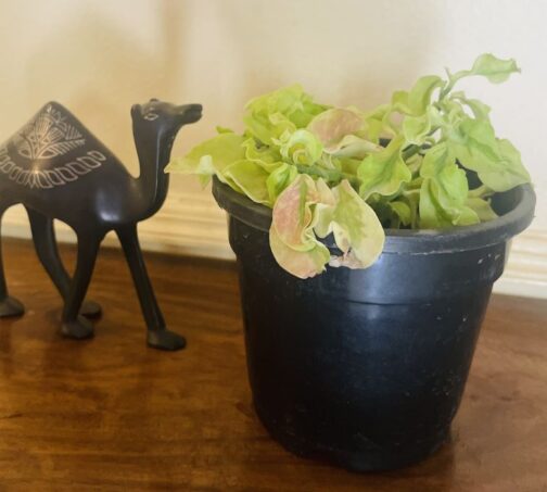 Pedilanthus Curly Pink plant in a hanging pot showcasing its wavy green leaves with subtle pink tones.