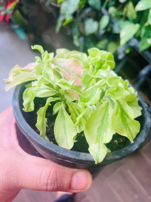 Pedilanthus Curly Pink plant in a hanging pot showcasing its wavy green leaves with subtle pink tones.