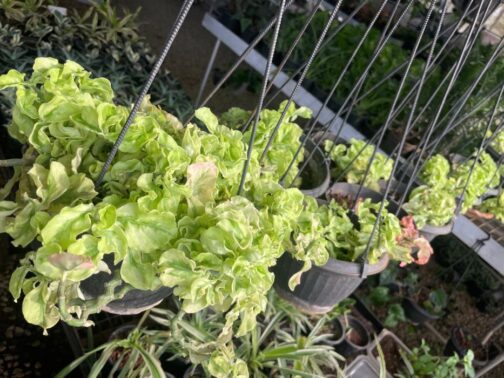 Pedilanthus Curly Pink plant in a hanging pot showcasing its wavy green leaves with subtle pink tones.