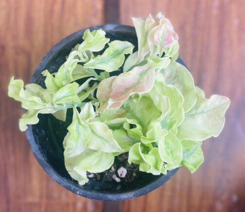 Pedilanthus Curly Pink plant in a hanging pot showcasing its wavy green leaves with subtle pink tones.