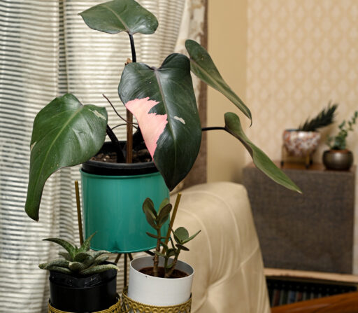 Philodendron Pink Princes