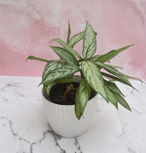 Aglaonema Chinese Evergreen Silver Queen with elegant silvery-green leaves