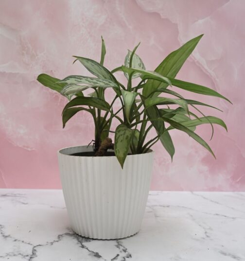 Aglaonema Chinese Evergreen Silver Queen with elegant silvery-green leaves