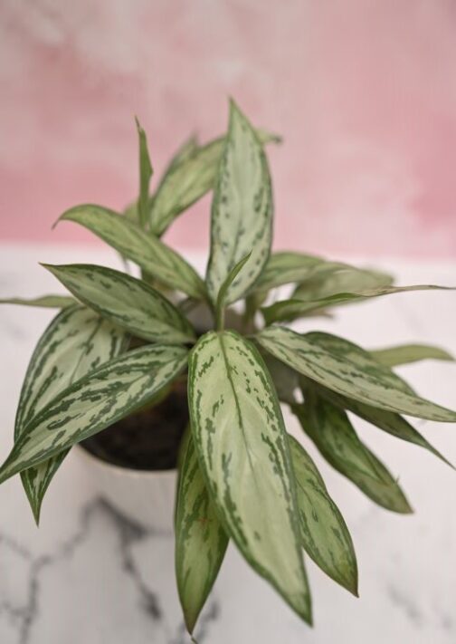 Aglaonema Chinese Evergreen Silver Queen with elegant silvery-green leaves