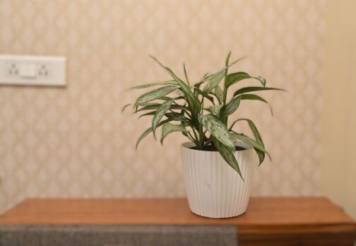 Aglaonema Chinese Evergreen Silver Queen with elegant silvery-green leaves
