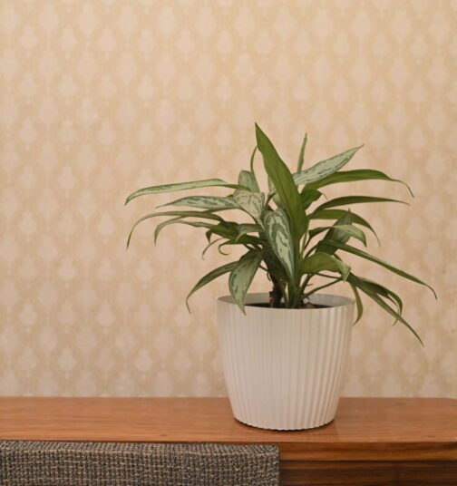 Aglaonema Chinese Evergreen Silver Queen with elegant silvery-green leaves