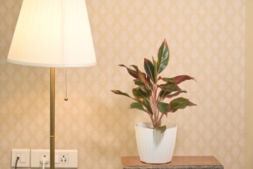 Aglaonema Chinese Evergreen Lipstick Plant with lush green leaves and vibrant red edges.