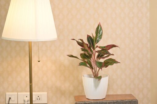 Aglaonema Chinese Evergreen Lipstick Plant