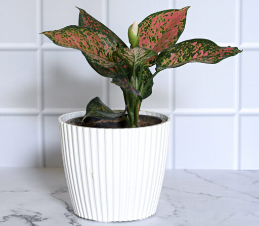 Aglaonema Chinese Evergreen Pink Beauty
