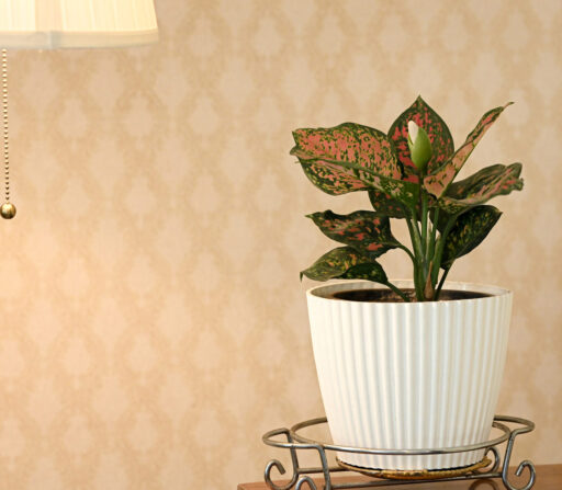 Aglaonema Chinese Evergreen Pink Beauty