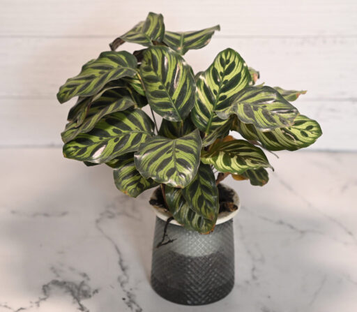 Calathea Makoyana Peacock Plant (in Hydroponic pot)