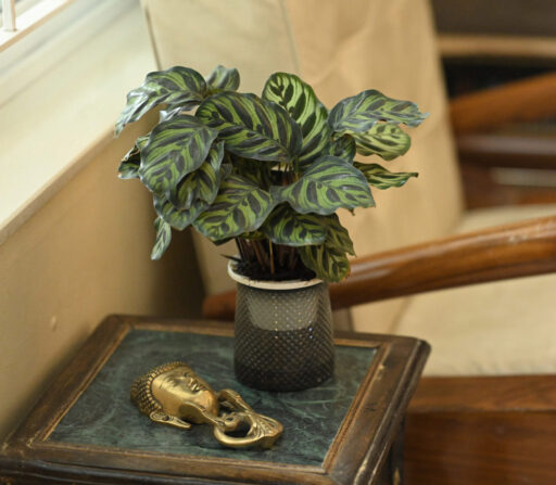 Calathea Makoyana Peacock Plant (in Hydroponic pot)
