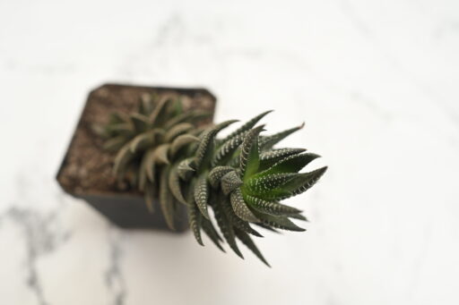 Haworthia Coarctata / Zebra Cactus – Succulent