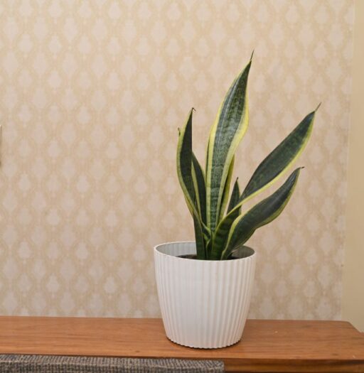Sansevieria trifasciata Laurentii/Snake Plant Variegated