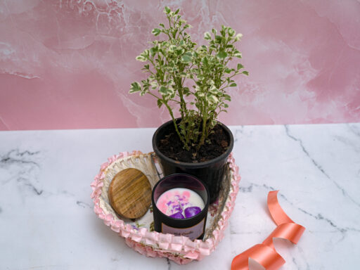 Combos – Plants and candles gift sets