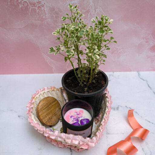 Combos – Plants and candles gift sets