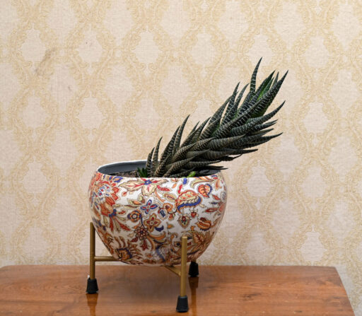 Haworthia Coarctata / Zebra Cactus – Succulent