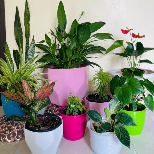 Indoor Plant