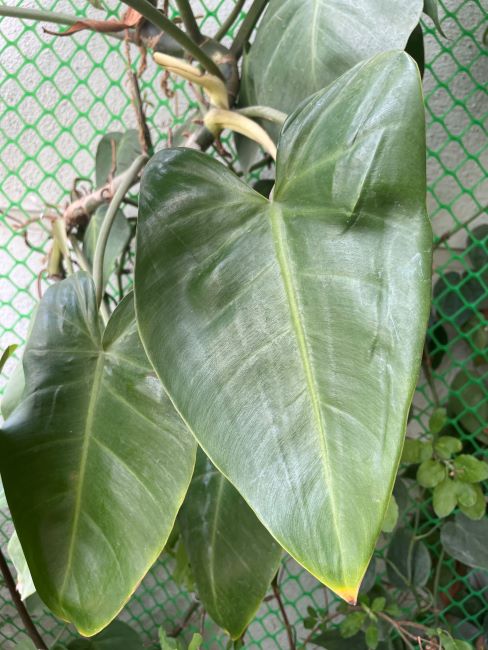 Big Leaf Heartleaf Philodendron