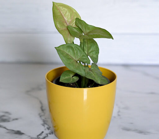 Syngonium Plant (any one color)