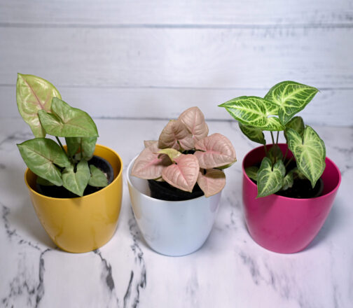 Syngonium Mix Set (Bundle of 3) - Image 2