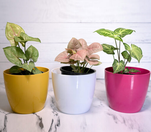Syngonium Plant (any one color)