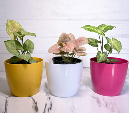 Syngonium Mix Set (Bundle of 3) - Image 3
