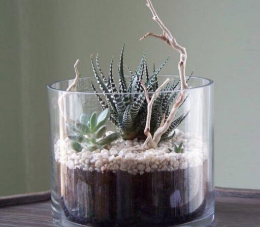 Terrarium Glass Planter Set With Potting Mix And A Succulent Plant