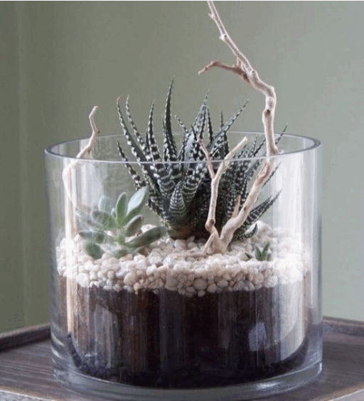 Terrarium Glass Planter Set With Potting Mix And A Succulent Plant